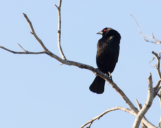 Bronzed Cowbird