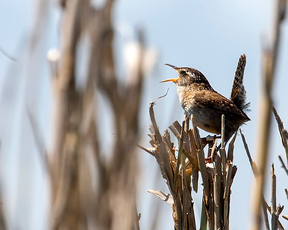 Marsh Wren