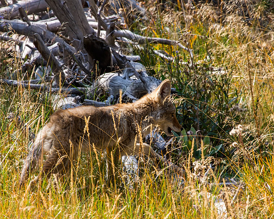 Coyote - pup about 3 to 4 months old