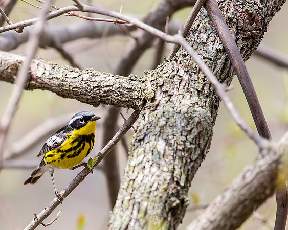 Magnolia Warbler