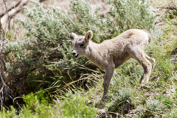 Bighorn Sheep lamb playing on side of mountain