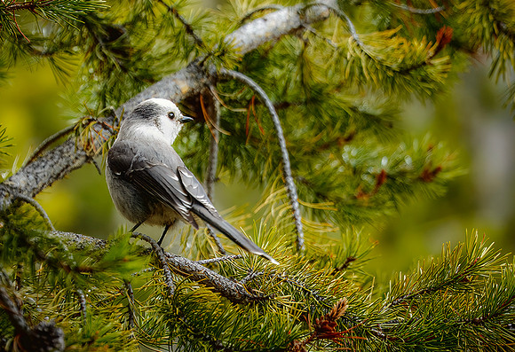 Canada Jay - Yellowstone - 2015