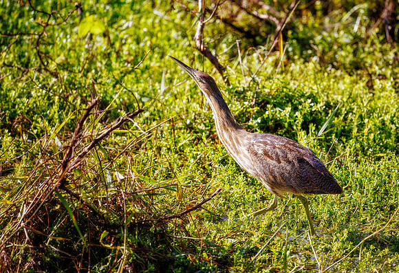 American Bittern - Green Cay Nature and Wetlands, FL - 2025