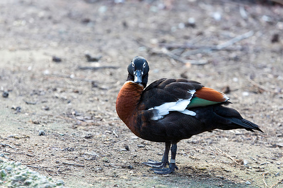 Australian Shelduck