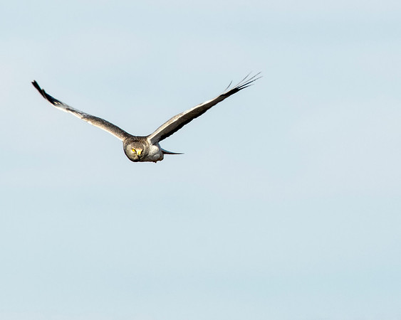 Northern Harrier