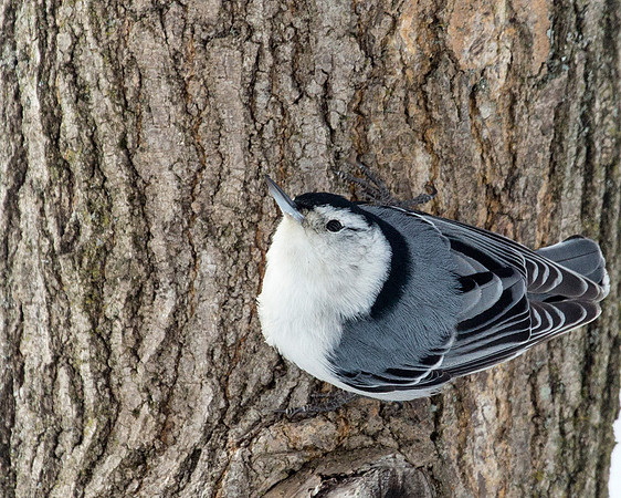 White-breasted Nuthatch