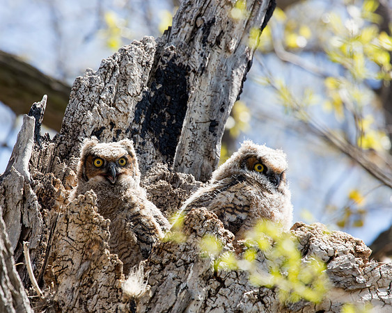 Great Horned Owl chicks