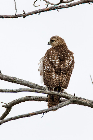 Red-tailed Hawk