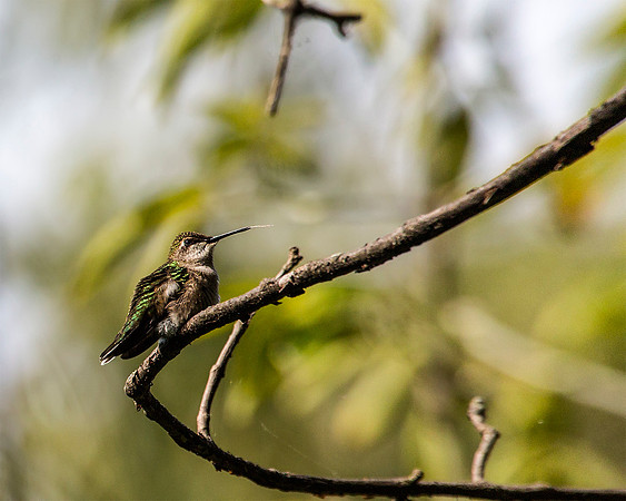 Ruby-throated Hummingbird