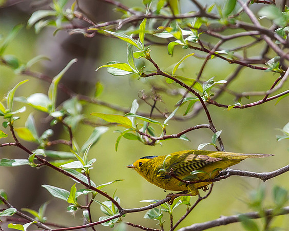 Wilson's Warbler