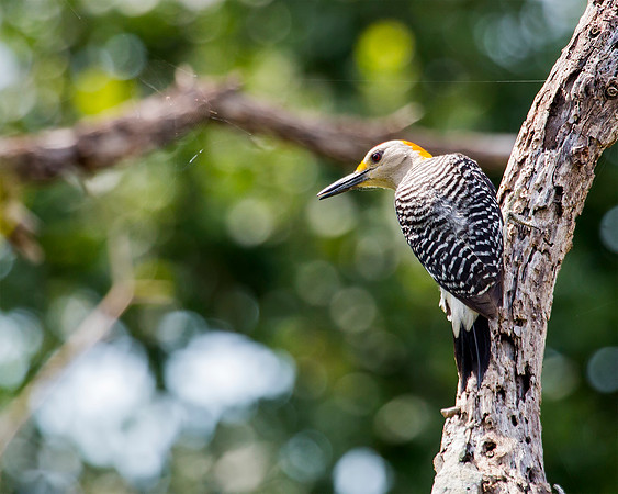 Golden-fronted Woodpecker