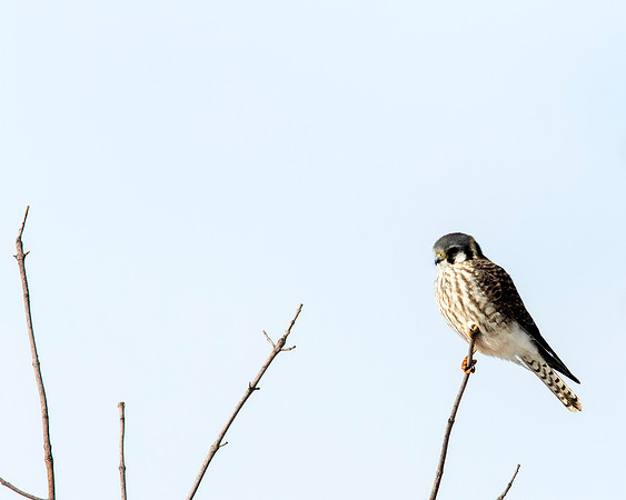 American Kestrel