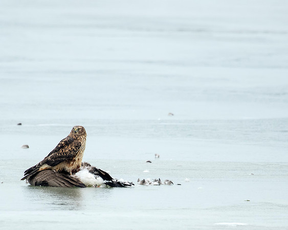 Northern Harrier on winter kill