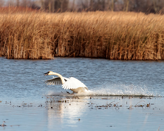 Trumpeter Swan coming in for landing
