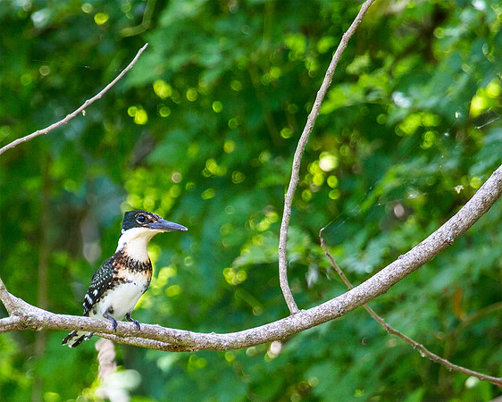 Green Kingfisher