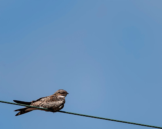 Common Nighthawk