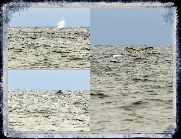 Humpback Whale off Race Point Beach, Cape Cod National Seashore, MA