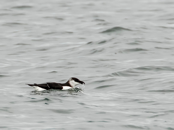Razorbill - Herring Cove Beach, Cape Cod National Seashore