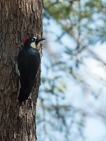 Acorn Woodpecker - Arizona