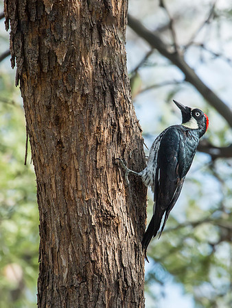 Acorn Woodpecker - Arizona