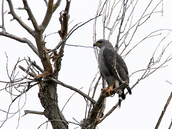 Gray Hawk