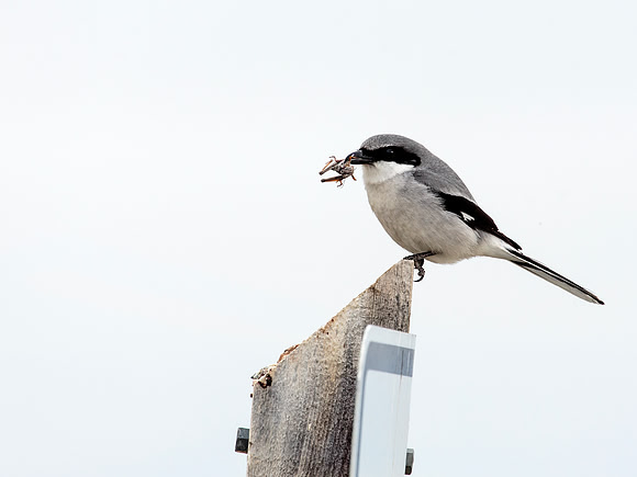Loggerhead Shrike - with breakfast of grasshopper