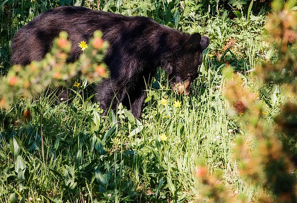 Black Bear out for some yummy flowers - Yellowstone - 2024