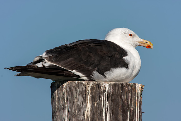 Kelp Gull