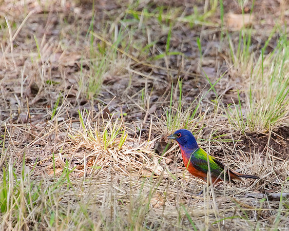 Painted Bunting