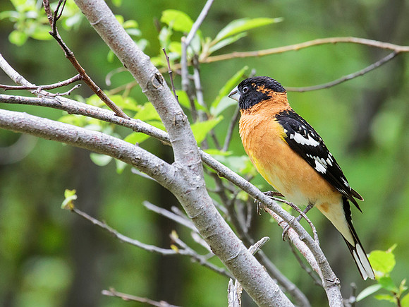 Black-headed Grosbeak in Sourdough Canyon, Bozeman, MT