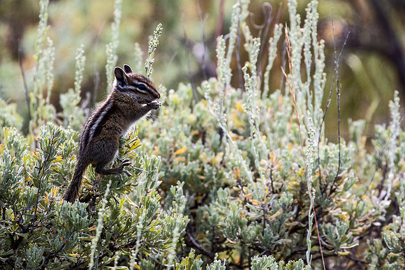 Least Chipmunk - Two Ribbon Trail - Yellowstone - 2018
