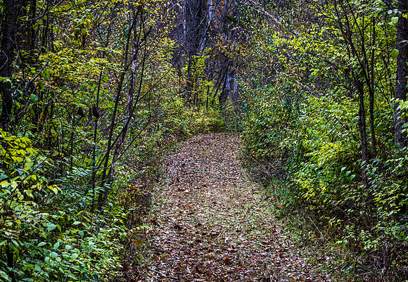 Path of life. Where has it taken you? - 2018