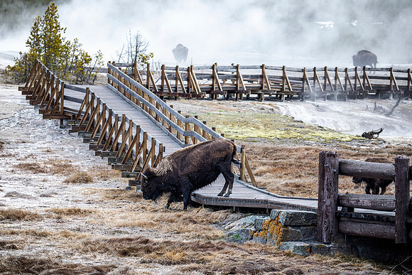 Yes, bison cross boardwalk, sometimes easier than we do. - Biscuit Basin - 2022