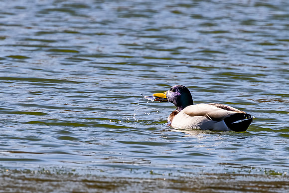 Mallard drake with dinner - St. Mary's State Fish Hatchery - 2022