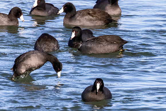 Dive, dive, dive - A diving Am. Coot - Ottawa NWF - 2022