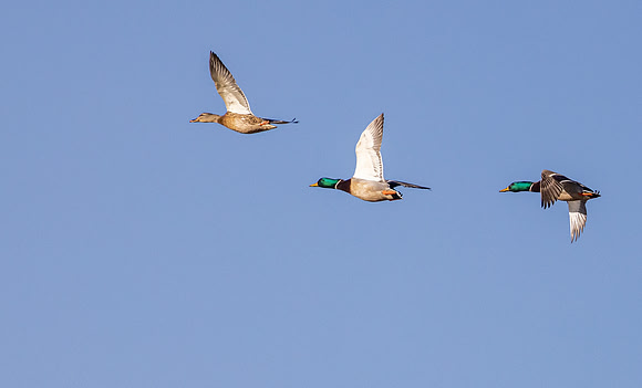 Mallards in flight - Ottawa NWF - 2022