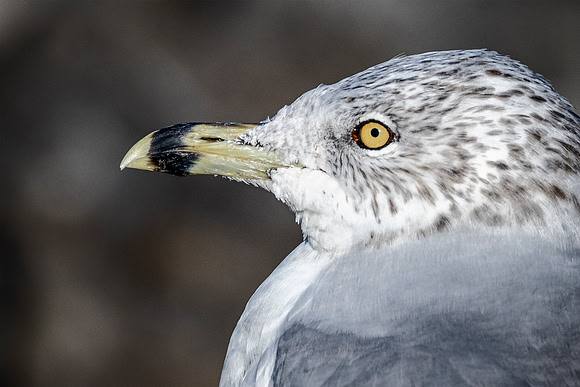 Portrait of juvenile Ring-billed Gull - Findlay Reservoir - 2022