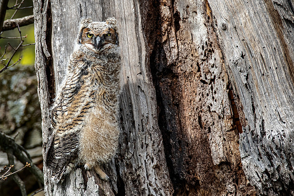 Great Horned Owl juvenile - Green Lawn Cemetery - 2019