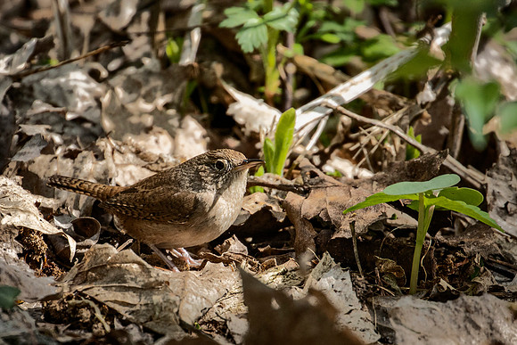House Wren - Magee Marsh - 2022
