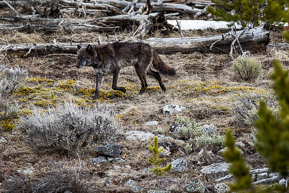 Elderly collared wolf making tracks - Yellowstone - 2022