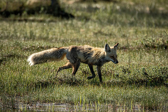 Little fox scampering across field - Yellowstone - 2016