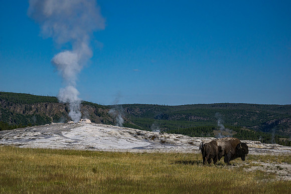 Two bison in front of Old Faithful Geyser - Yellowstone - 2016