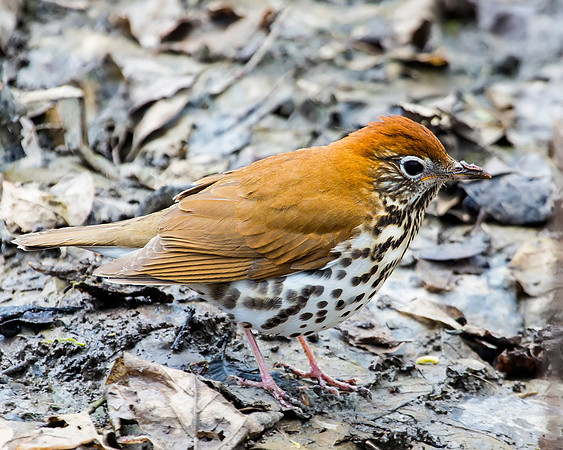 Wood Thrush