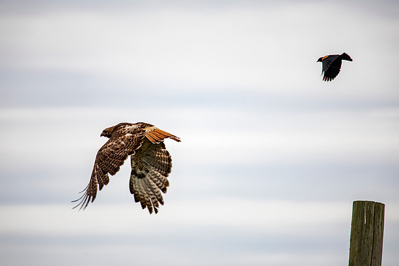 Red-tailed Hawk being chased by a Red-winged Blackbird parent - Yellowstone - 2022
