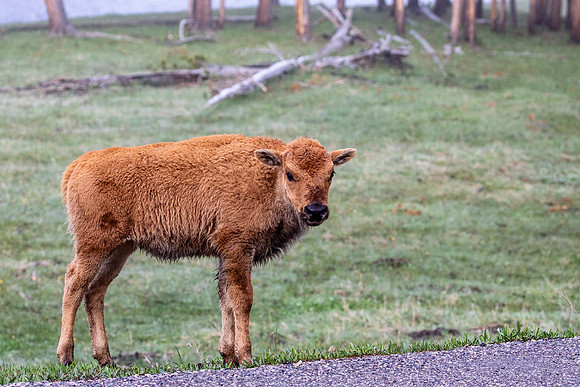 Bison bull calf probably less than 11 days old - Yellowstone - 2022