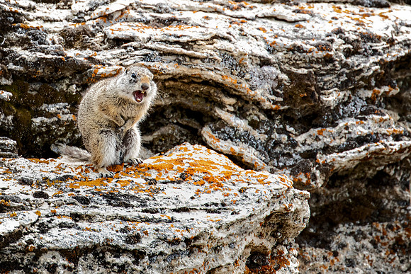 Uinta Ground Squirrel on Soda Butte - Yellowstone - 2022