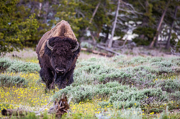 Aged bison probably 15+ years of age - Yellowstone - 2015