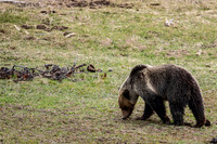 Grizzly bear out for lunch early May 2022 - Yellowstone