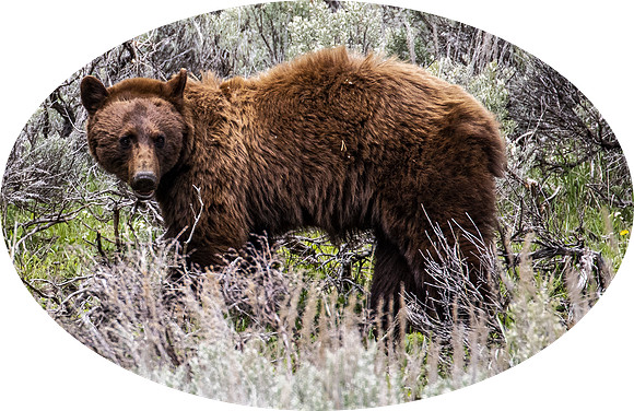 Cinnamon Black Bear - Yellowstone - 2022