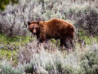 Cinnamon Black Bear - Yellowstone - 2022